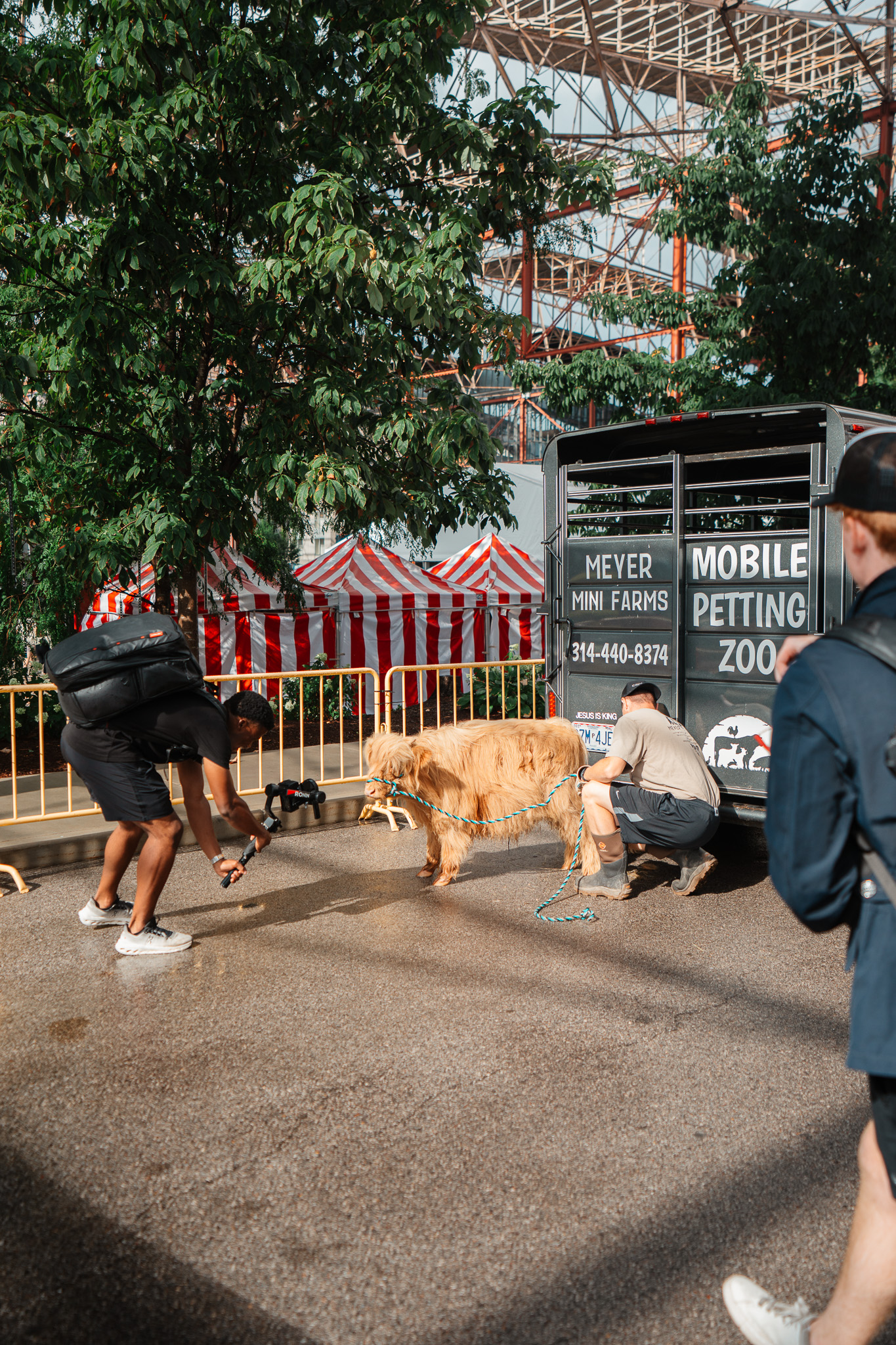 PropertyFlix videographer filming a highland cow at a mobile petting zoo event